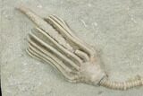 Crinoid (Macrocrinus) Fossil - Crawfordsville, Indiana #122954-1